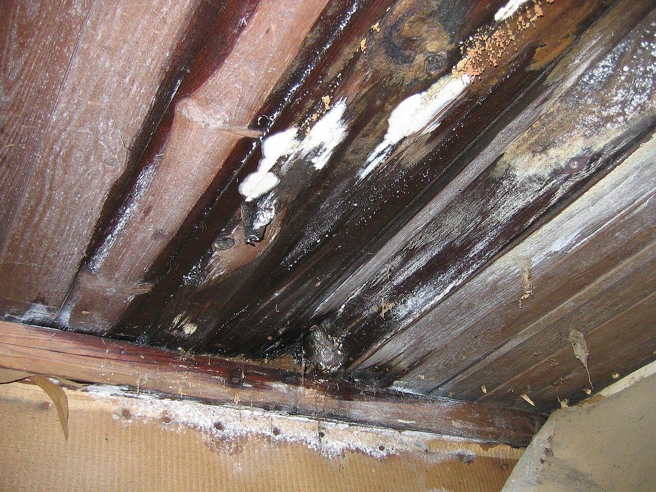 Moisture damage and discoloration on inner roof wood